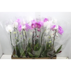 PHALAENOPSIS CASCATA P12