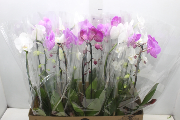 <h4>PHALAENOPSIS CASCATA P12</h4>