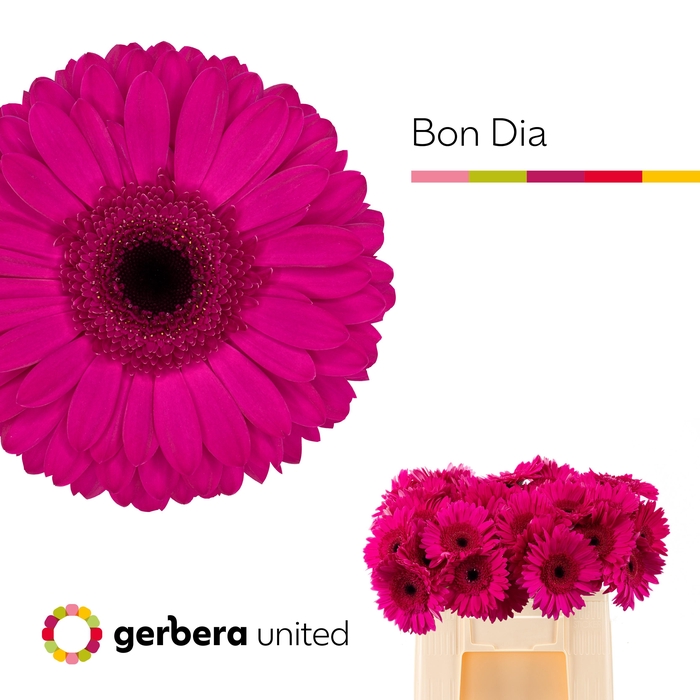 <h4>Gerbera bon dia</h4>