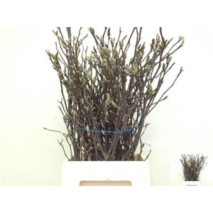 T Magnolia Ov 90cm Zalm