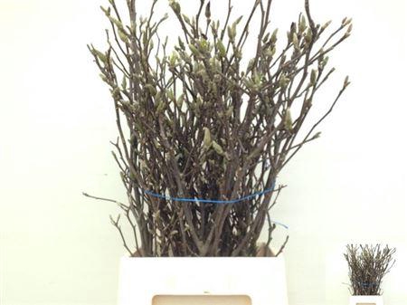 <h4>T Magnolia Ov 90cm Zalm</h4>