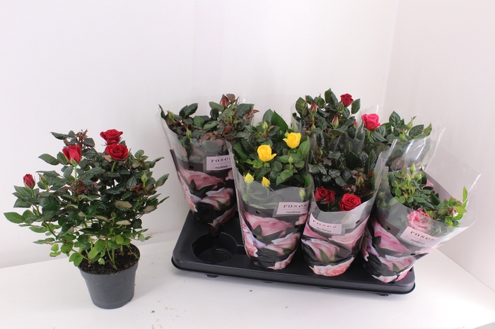 <h4>Ro Pathit Gem 5 Srt</h4>