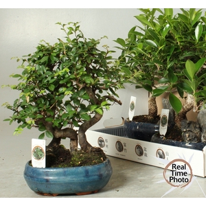 BONSAI GEM