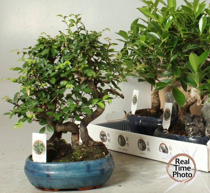 <h4>BONSAI GEM</h4>