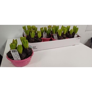 !! PROMO !! HYACIN ROSA FONDANT P16