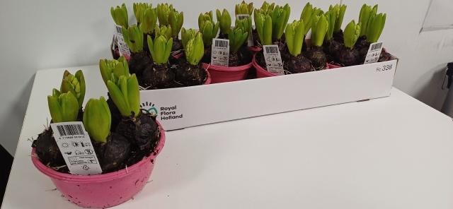 <h4>!! PROMO !! HYACIN ROSA FONDANT P16</h4>