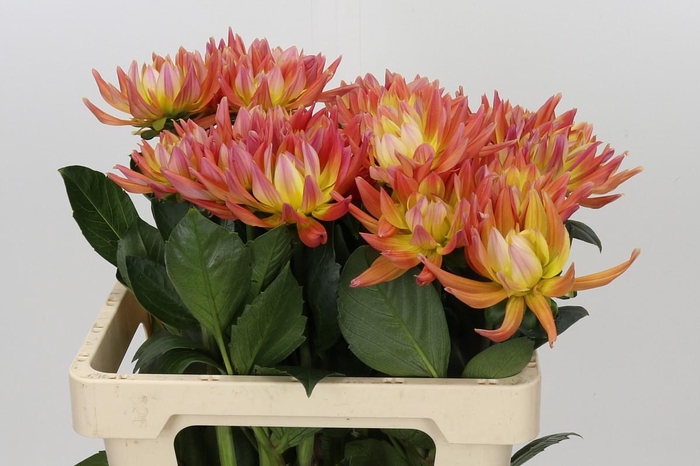 <h4>Dahlia Karma Corona</h4>