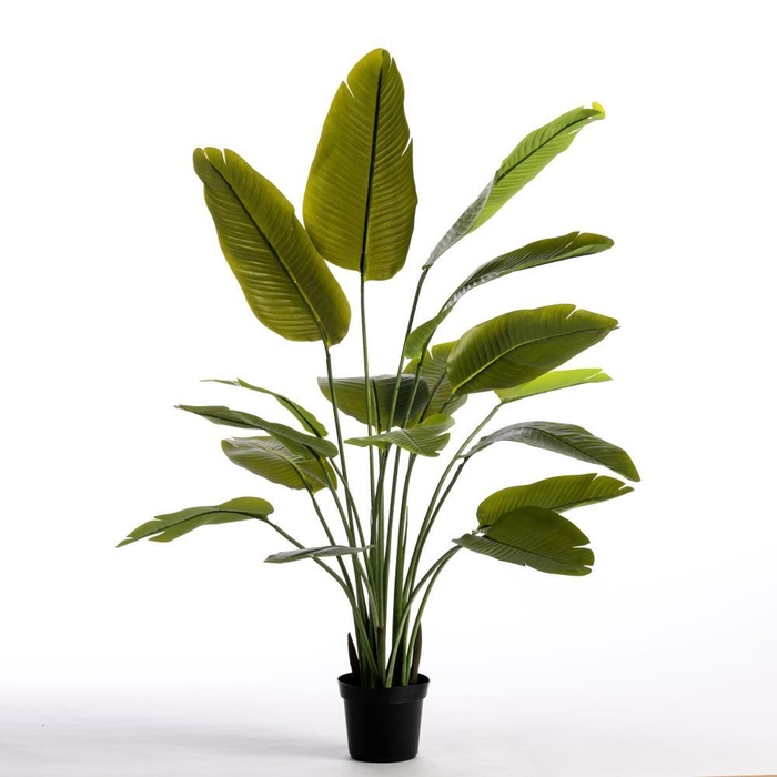 <h4>AF Strel N x17 pot H152cm Gree</h4>