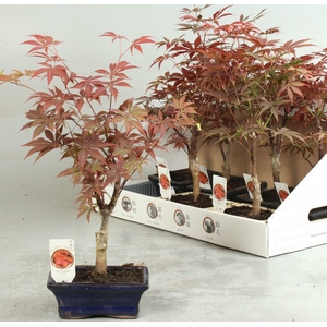 BONSAI OV