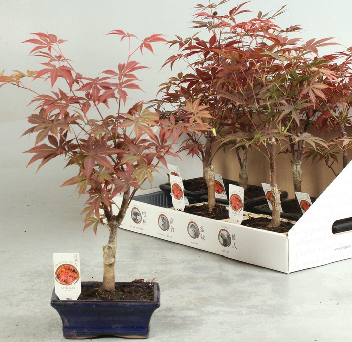 <h4>BONSAI OV</h4>