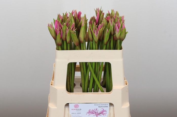 <h4>Amarine Aphrodite</h4>