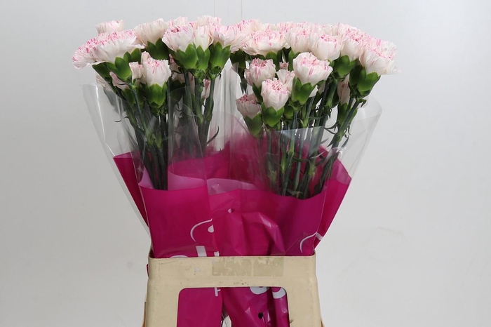 Dianthus St Yukari Cherry