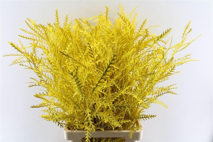 <h4>Grevilea Ivanhoe Yellow</h4>