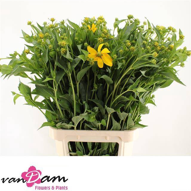 <h4>Rudbeckia Nitida Van Dam</h4>