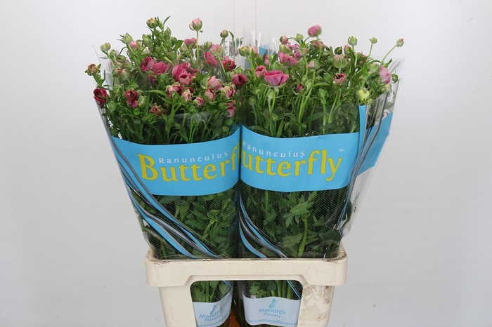 <h4>Ranunculus Butterfly Jupiter</h4>
