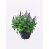 SALVIA NE SE DP BLUE