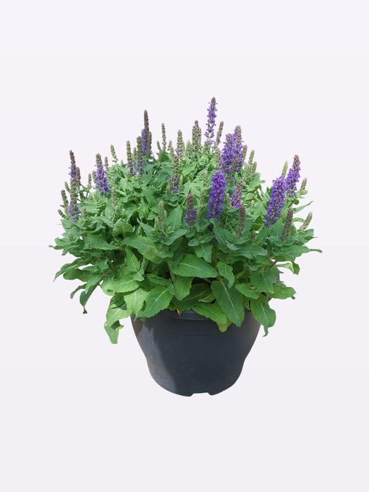 SALVIA NE SE DP BLUE