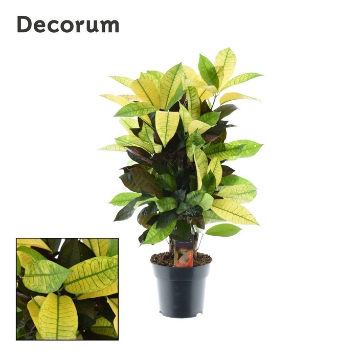 Croton Mrs. Iceton vertakt (Decorum)