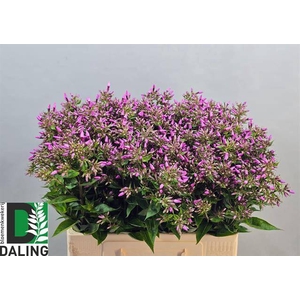 PHLOX P PINK EYES