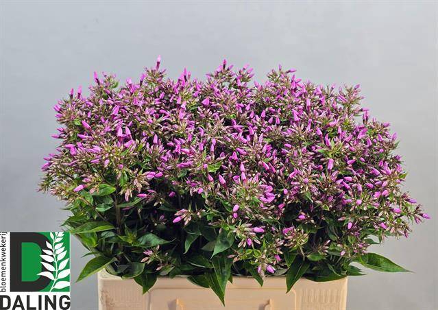 <h4>PHLOX P PINK EYES</h4>