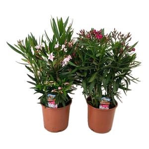Nerium oleander
