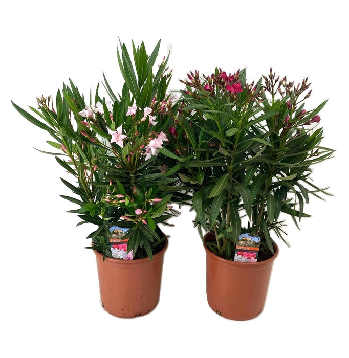 <h4>Nerium oleander</h4>