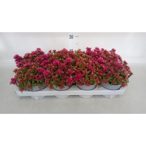 Sedum spurium 'Spot on deep Rose'