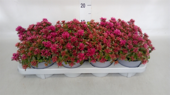 <h4>Sedum spurium 'Spot on deep Rose'</h4>