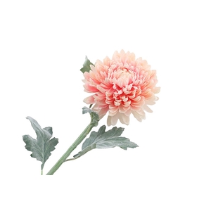 Chrysant Deco Peach Extra