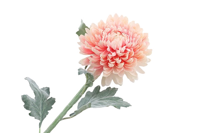 <h4>Chrysant Deco Peach Extra</h4>