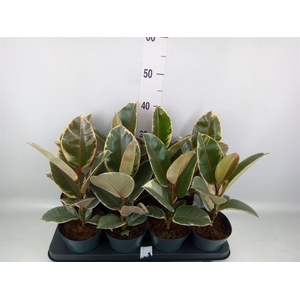Ficus elastica 'Tineke'