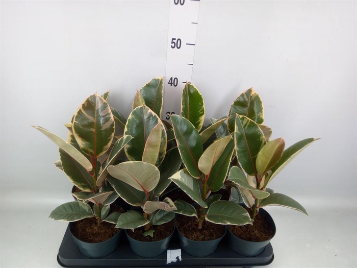 <h4>Ficus elastica 'Tineke'</h4>