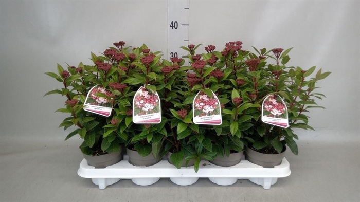 <h4>Viburnum tinus</h4>