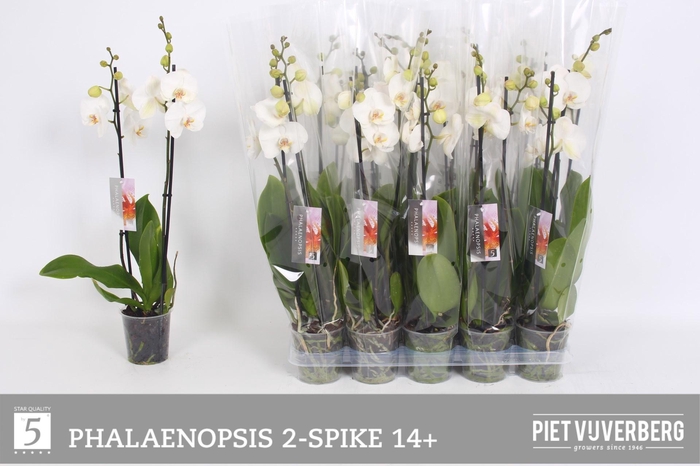 <h4>PHAL OV WIT</h4>