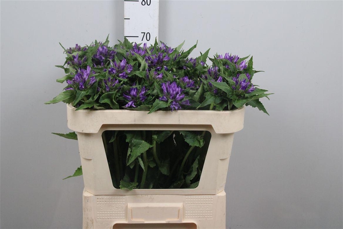 <h4>Camp Glom Anoeska</h4>