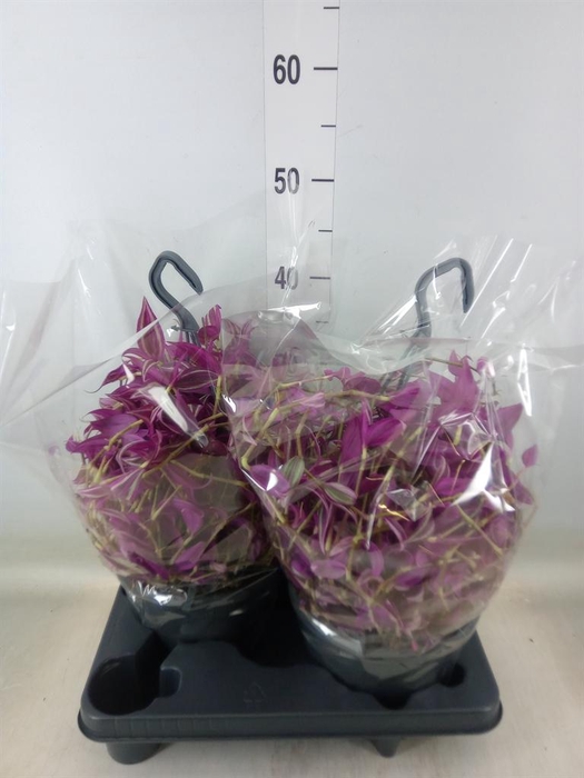 <h4>Tradescantia zebr. 'Pink Paradise'</h4>
