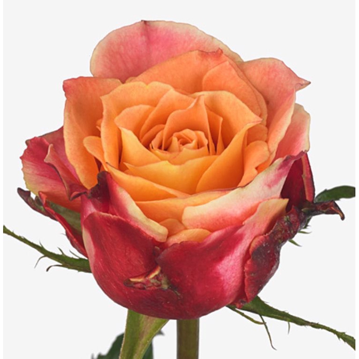 <h4>Rosa 3D</h4>