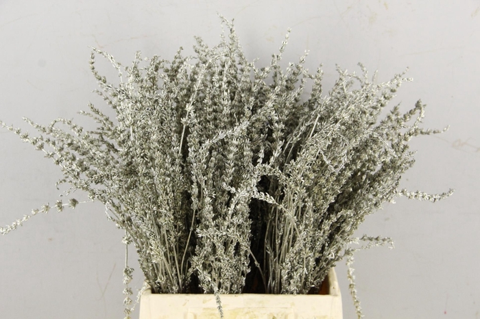DF Lavender Bs Platimum