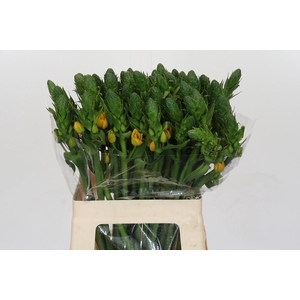 Ornithogalum dubium 'Gold Star'