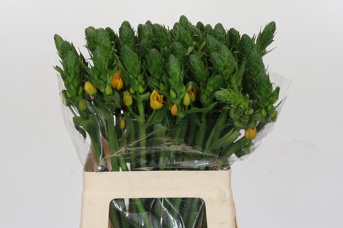 <h4>Ornithogalum dubium 'Gold Star'</h4>