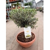 Olea europaea (Olijf) schaal