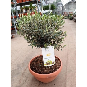 Olea europaea (Olijf) schaal