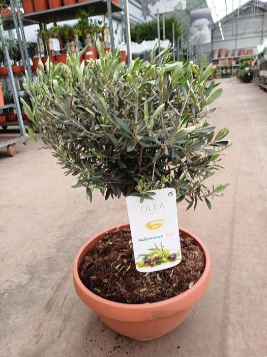 Olea europaea (Olijf) schaal
