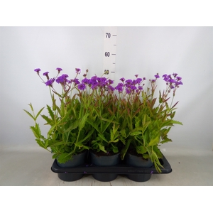 Verbena rigida