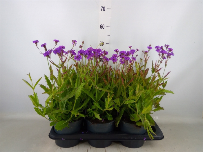 <h4>Verbena rigida</h4>