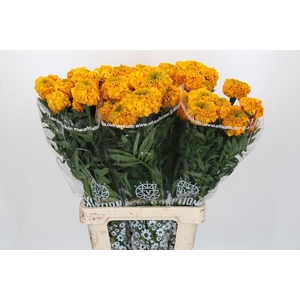 TAG E PROMISE ORANGE