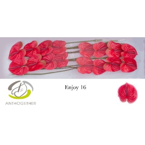 Anthurium Enjoy