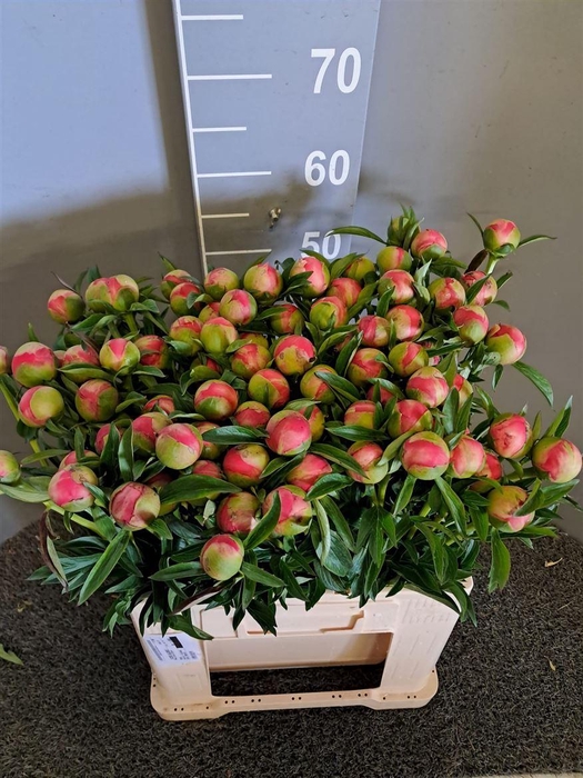 <h4>Paeo Coral Charm</h4>