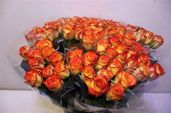 <h4>R Gr Firefox X10</h4>