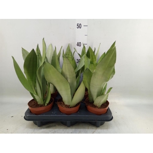 Sansevieria trifa. 'Moonshine'